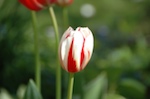 DSC_0221.jpg