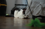 DSC_4232.jpg