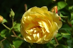 DSC_2442.jpg